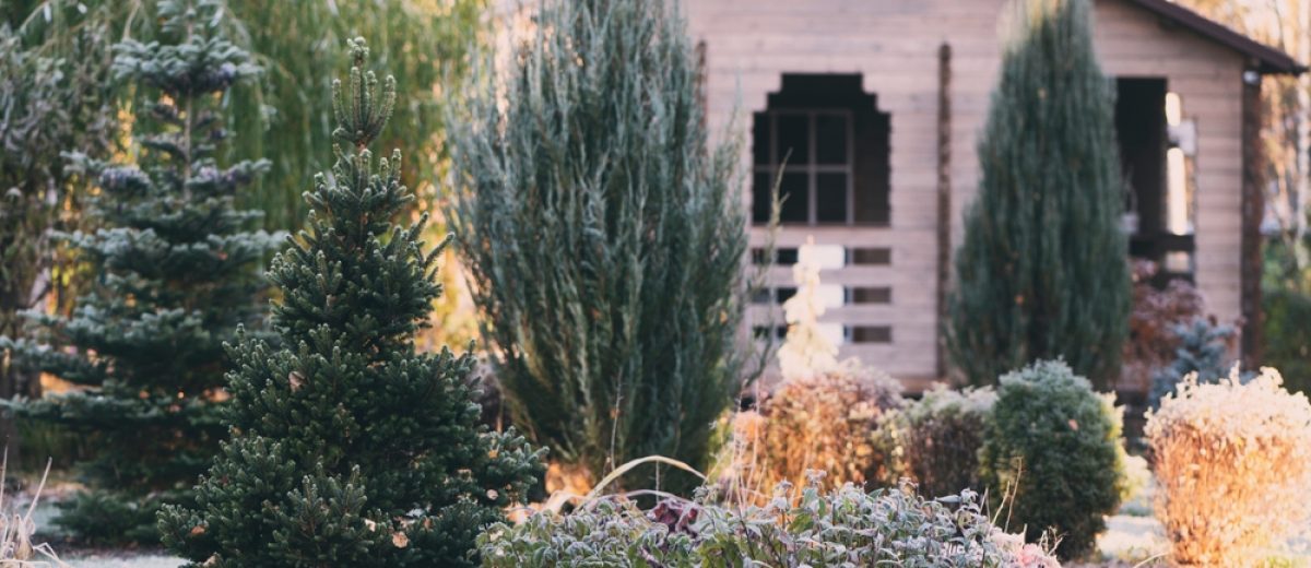 Adding Winter Interest to Your Garden: Ideas for a Year-Round Landscape